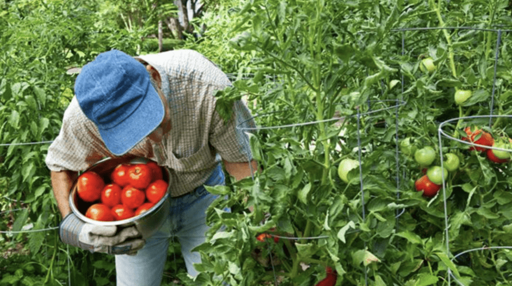 Harvesting Plants