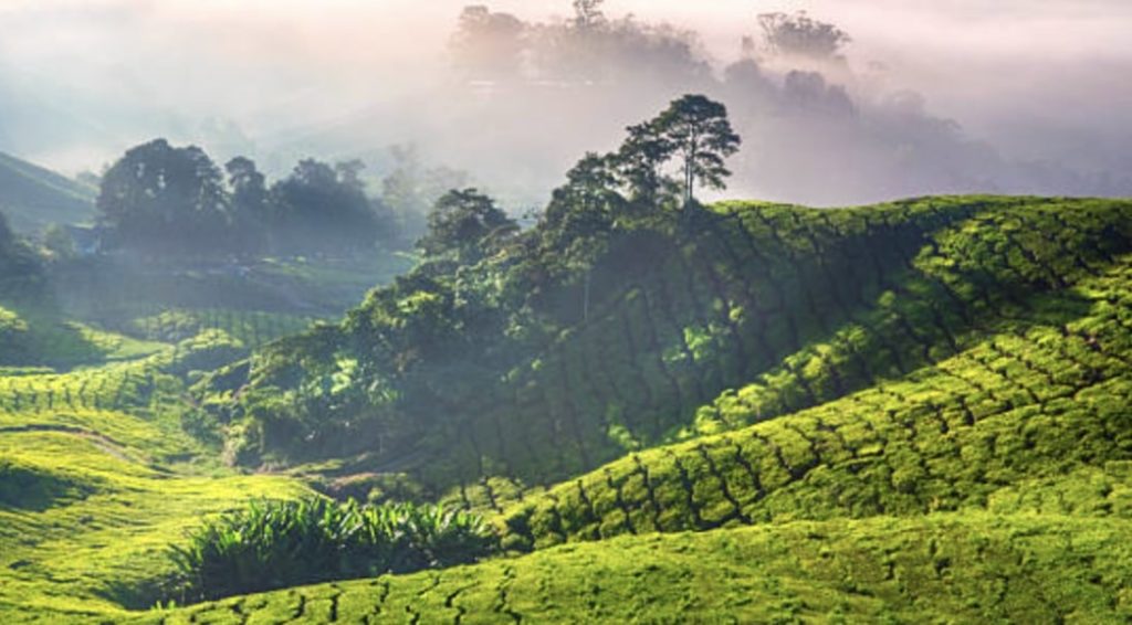 Hike at the Cameron Highlands