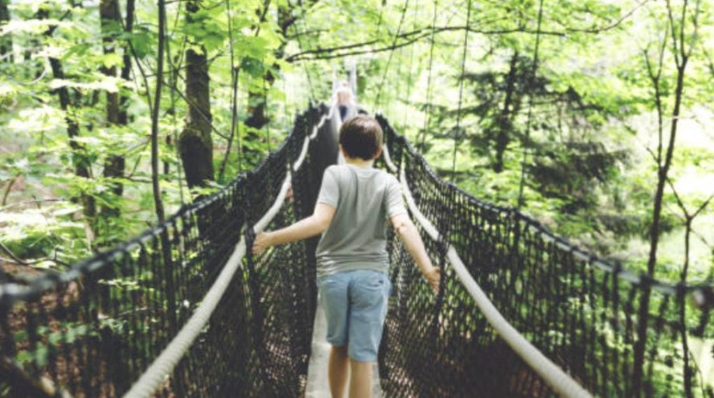 the canopy walk