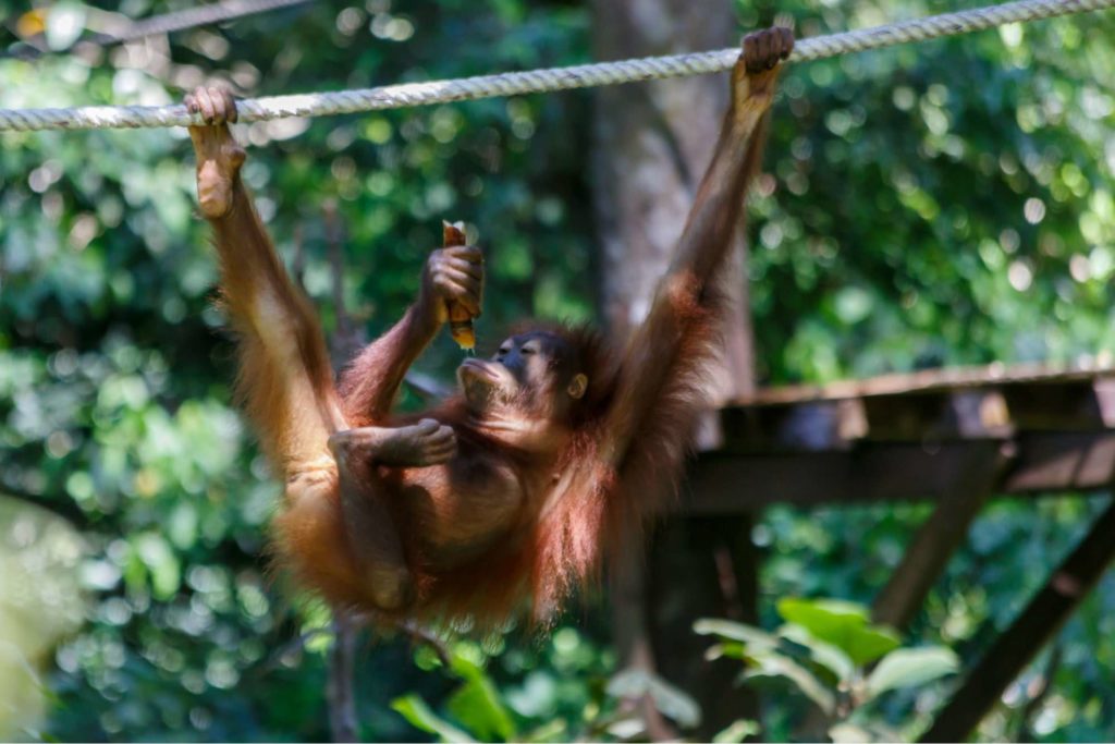 Visit the Orangutans in Malaysia’s rehabilitation center