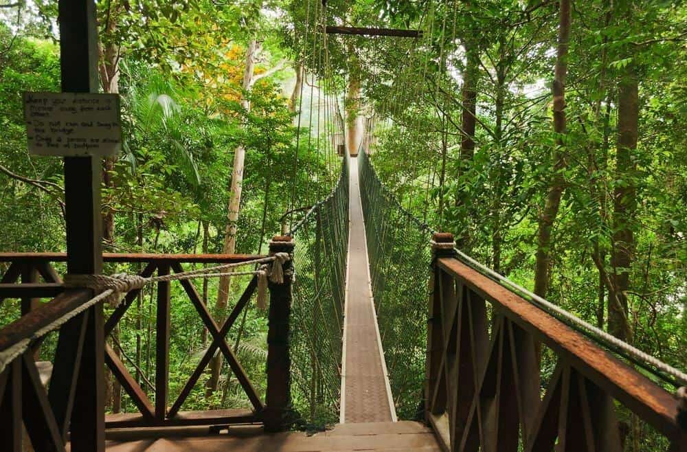 Canopy Walk Bridge