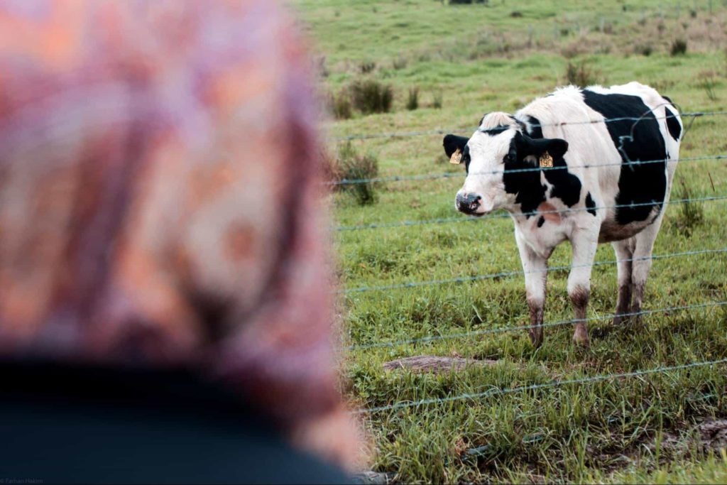 Desa Cattle Dairy Farm