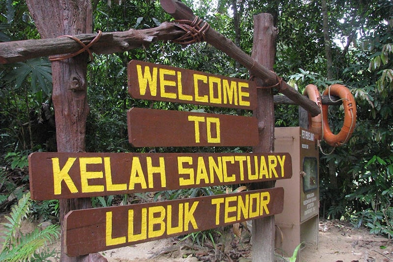 Feed the Fishes at Kelah Sanctuary