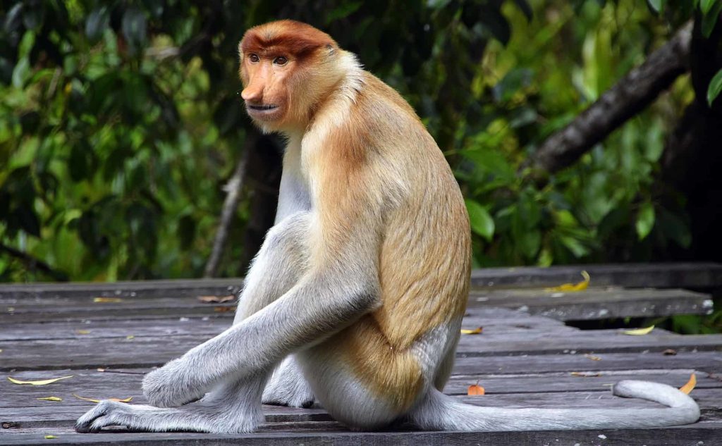 Flora and Fauna in Sabah