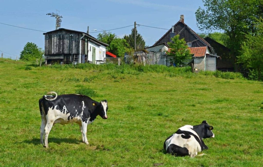 Have a visit at the Desa Cattle Dairy Farm.