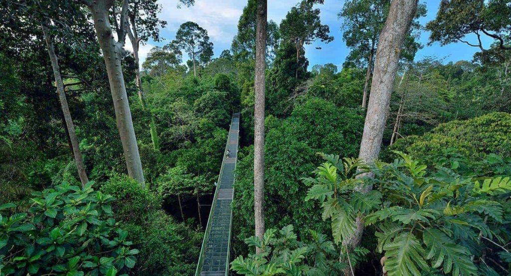 Rainforest Discovery Centre