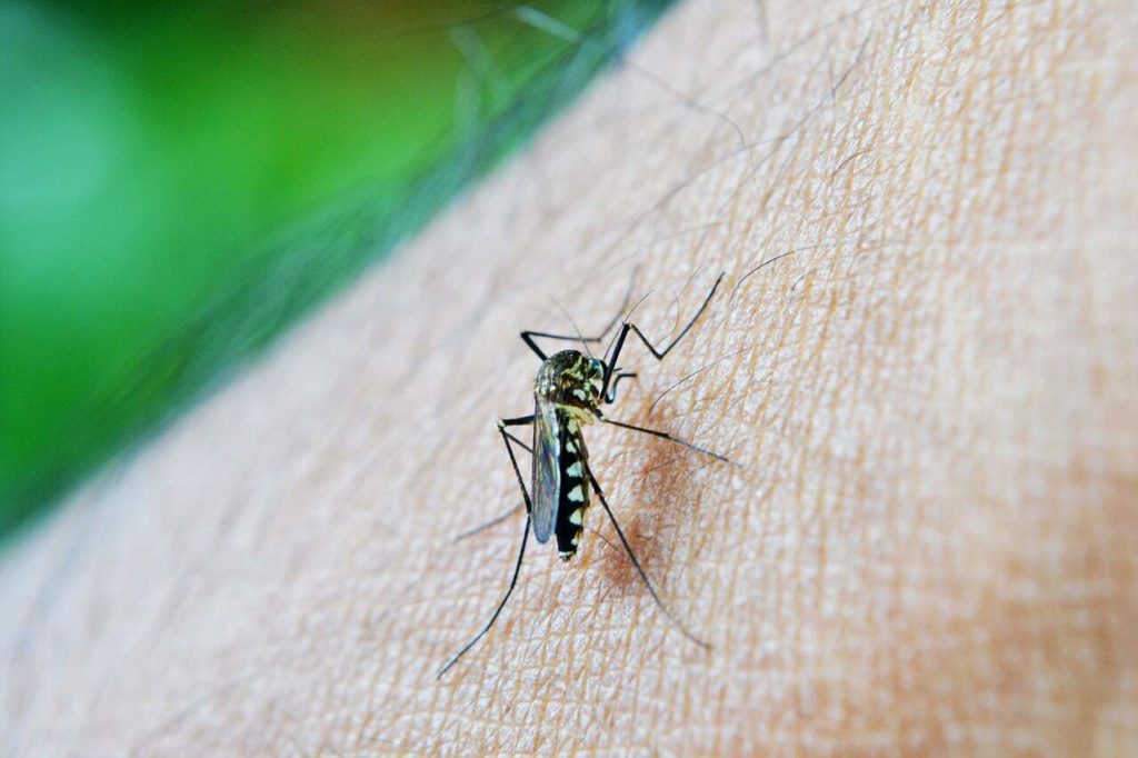 Research about malaria and how to prevent it.