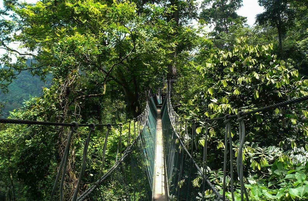 Take a stroll on the canopy walk.