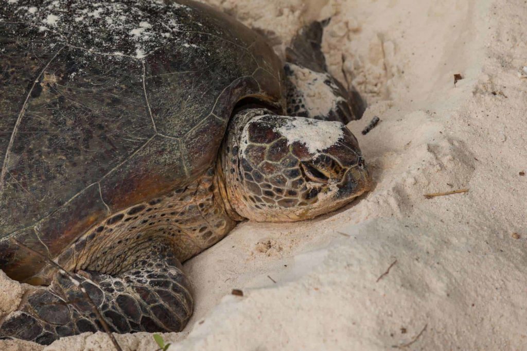 Turtle Islands Park