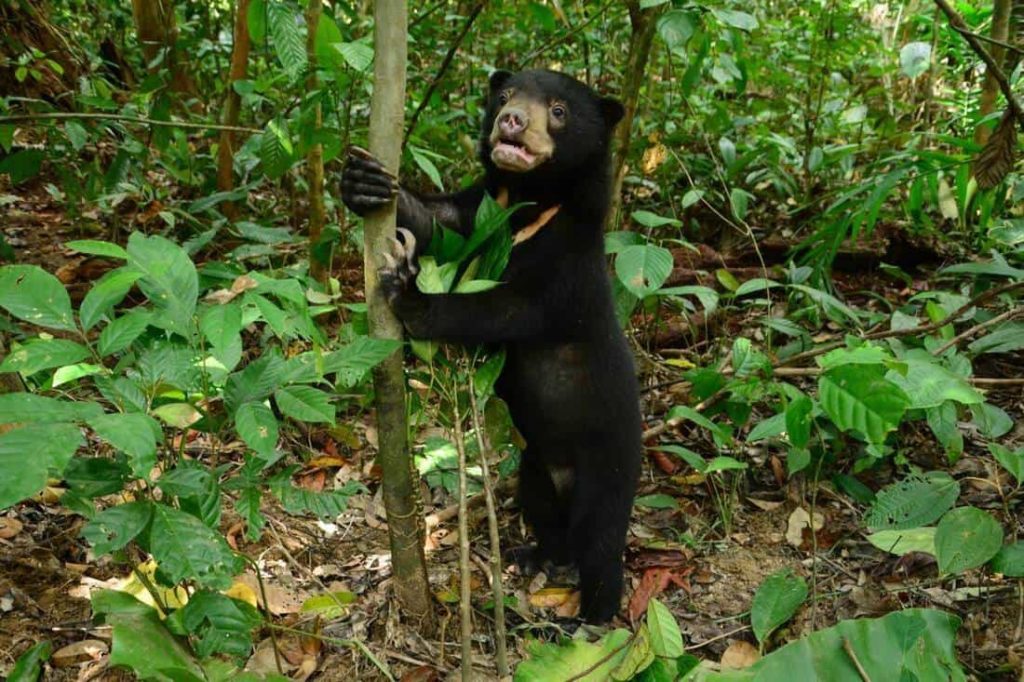 Bornean Sun Bear