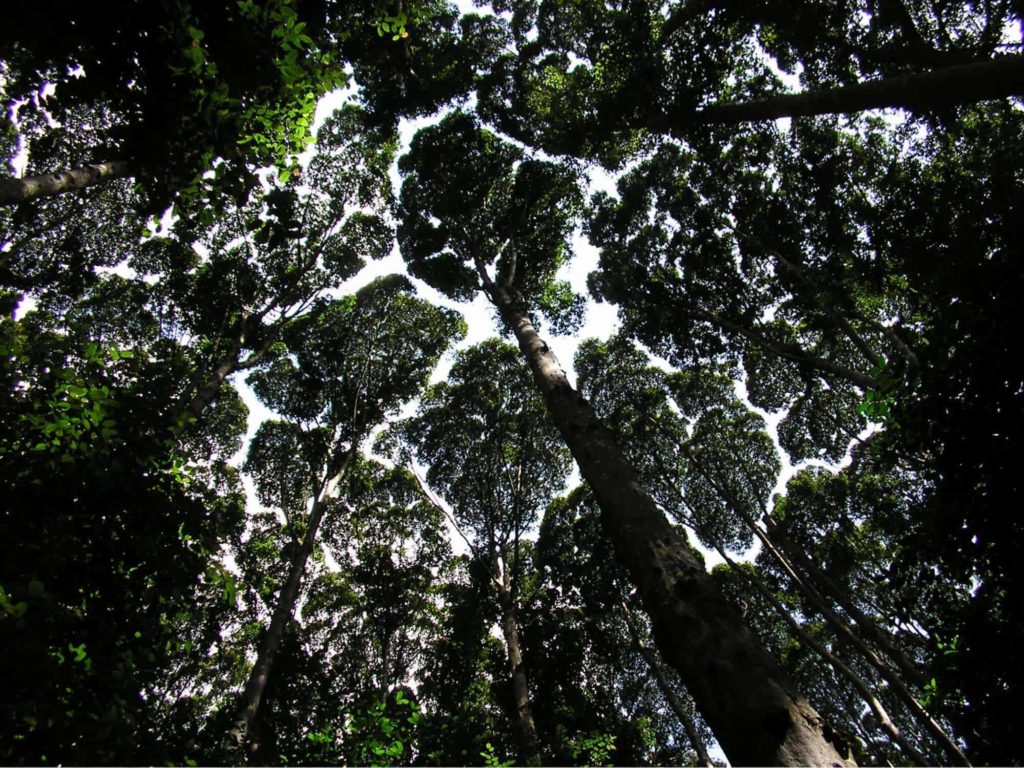 Forest Research Institute Malaysia