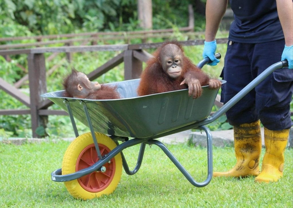 Orangutan