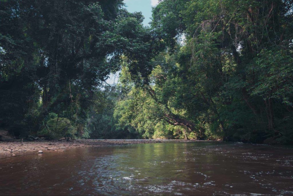 Taman Negara National Forest