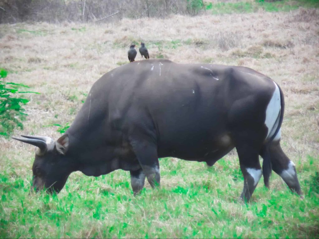 Banteng image 1