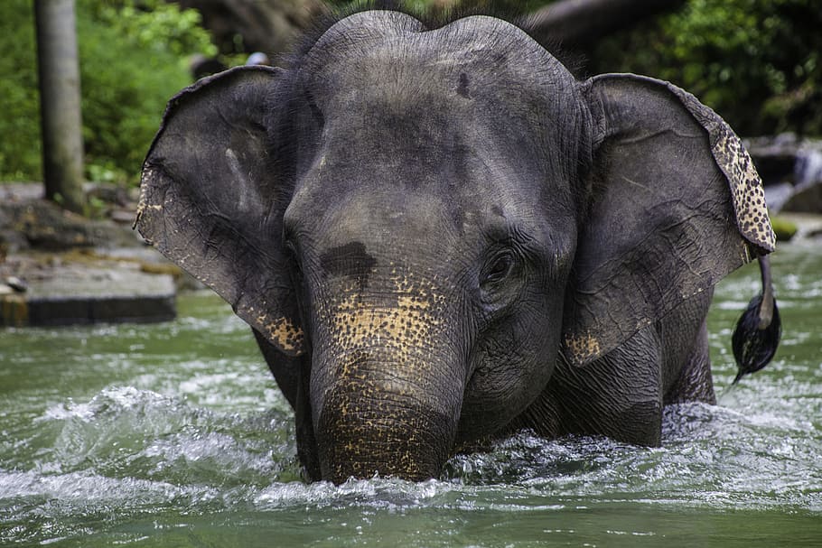 Borneo Pygmy Elephant image 1