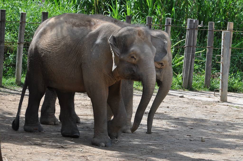 Borneo Pygmy Elephant