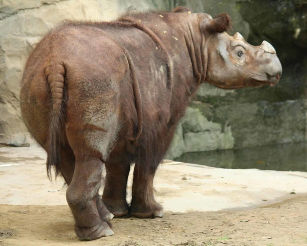 Honorable Mention Sumatran Rhino image 1