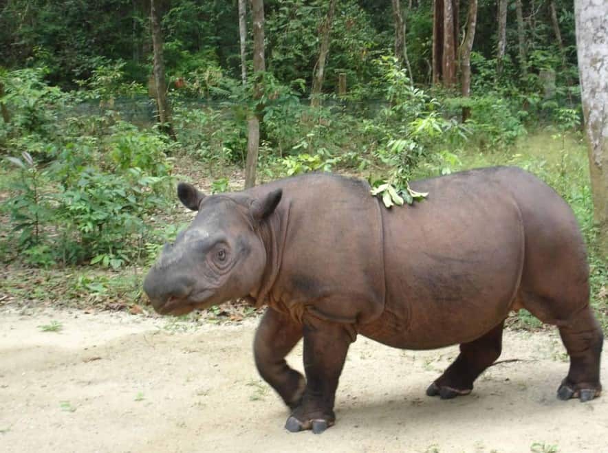 Honorable Mention Sumatran Rhino