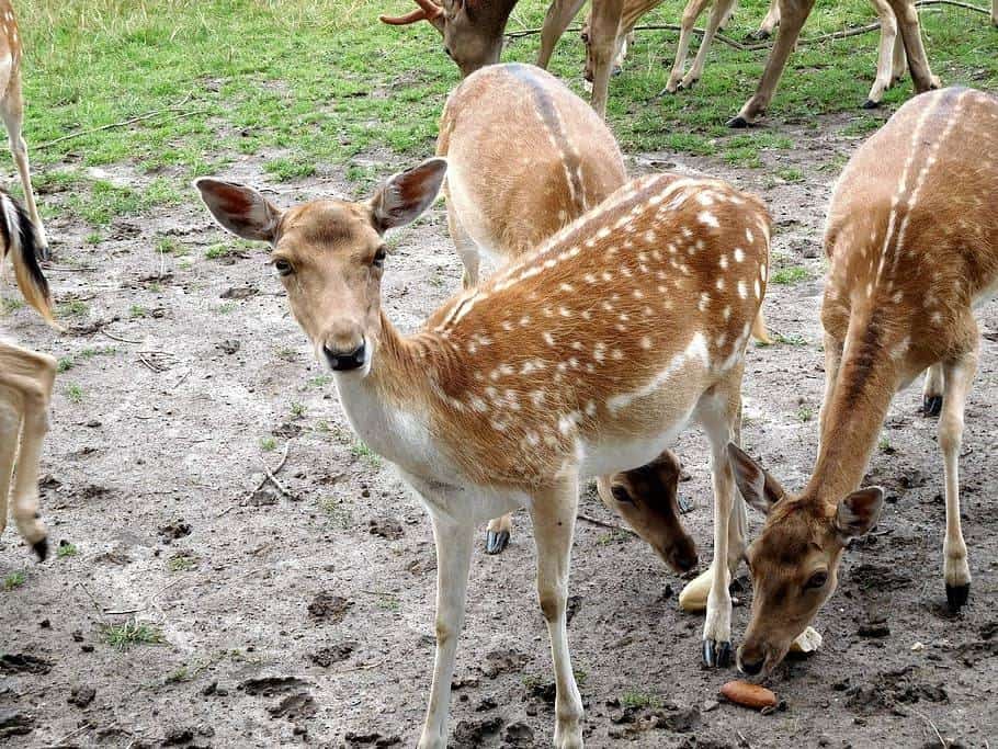 Kuala Lumpur Deer Park