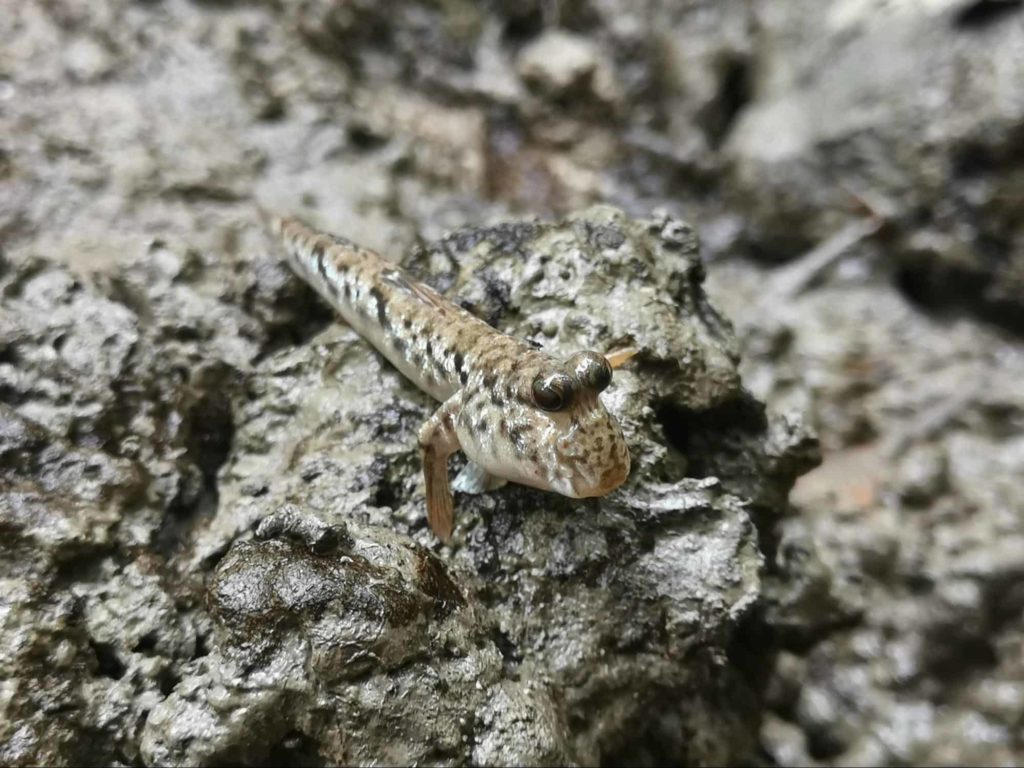 Kuala Selangor Nature Park image 1