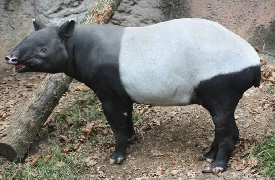 Malayan Tapir image 1