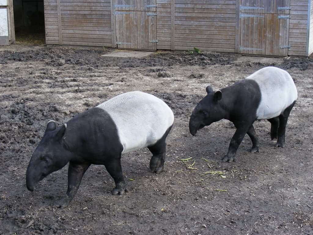 Malayan Tapir image 2