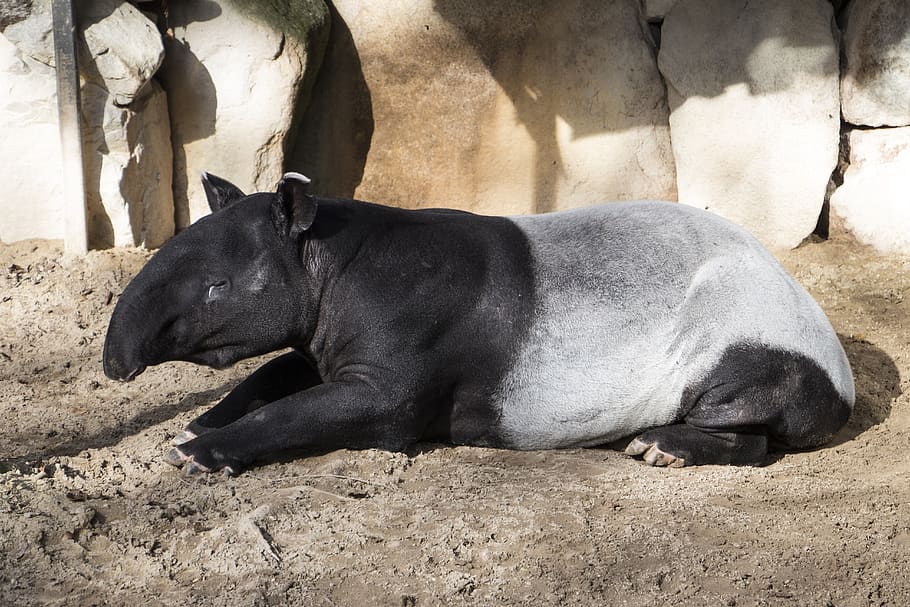 Malayan Tapir