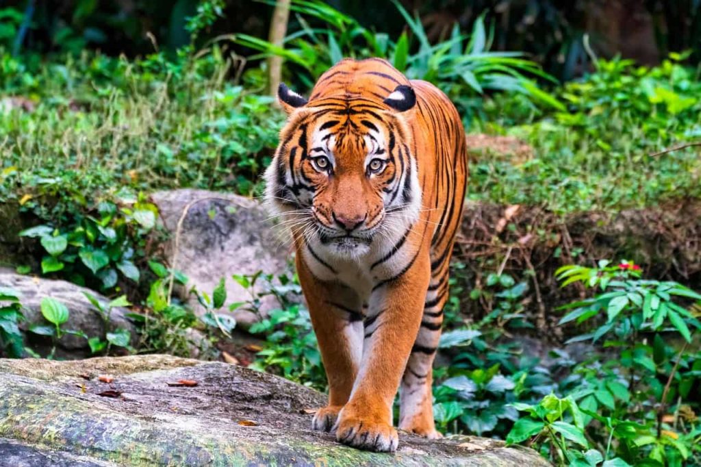 Malayan Tiger image 1