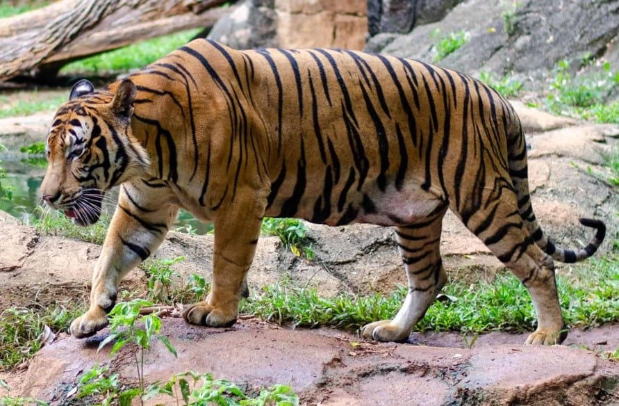 Malayan Tiger