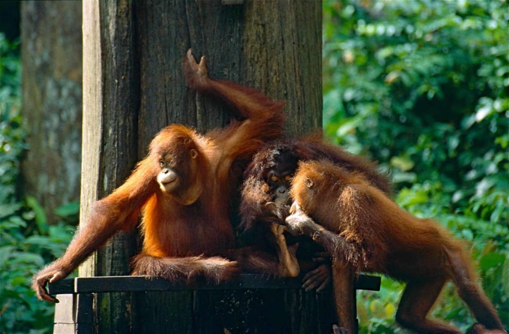 Orangutans