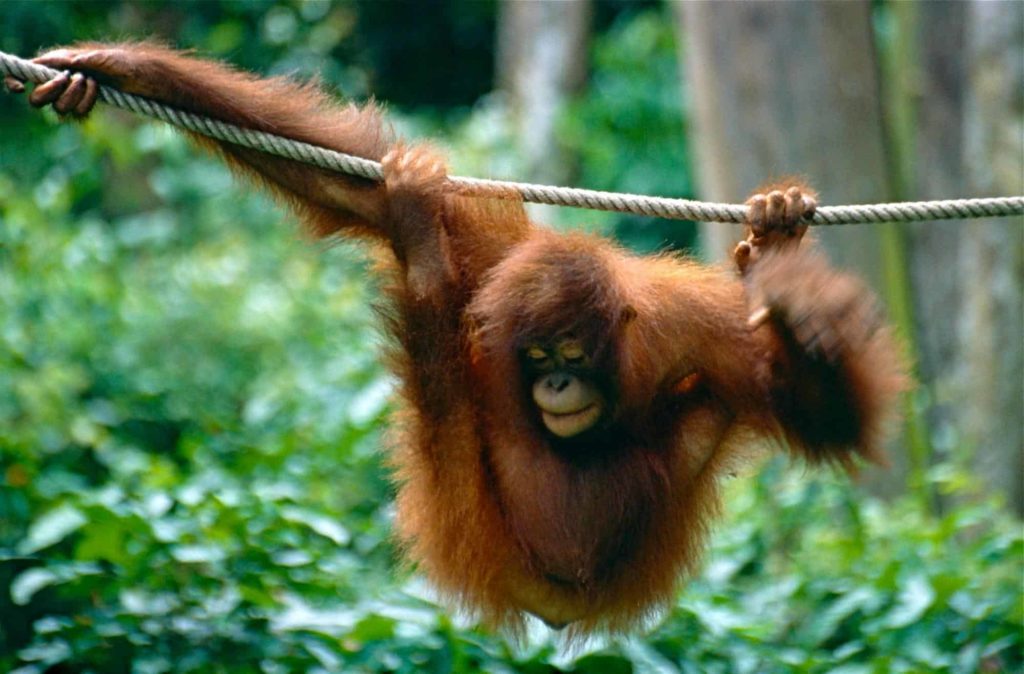 Orangutans image 1