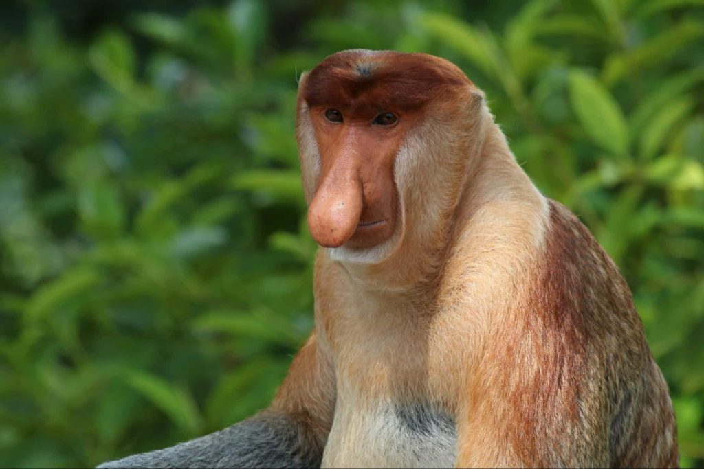 Proboscis Monkey image 1