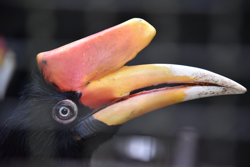 Rhinoceros Hornbill image 1