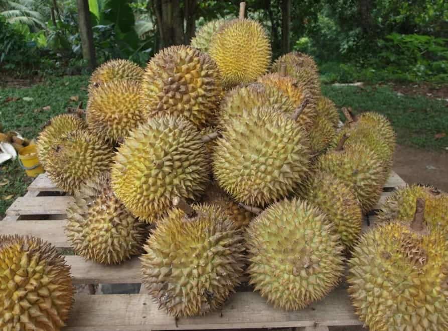 Sample some durians