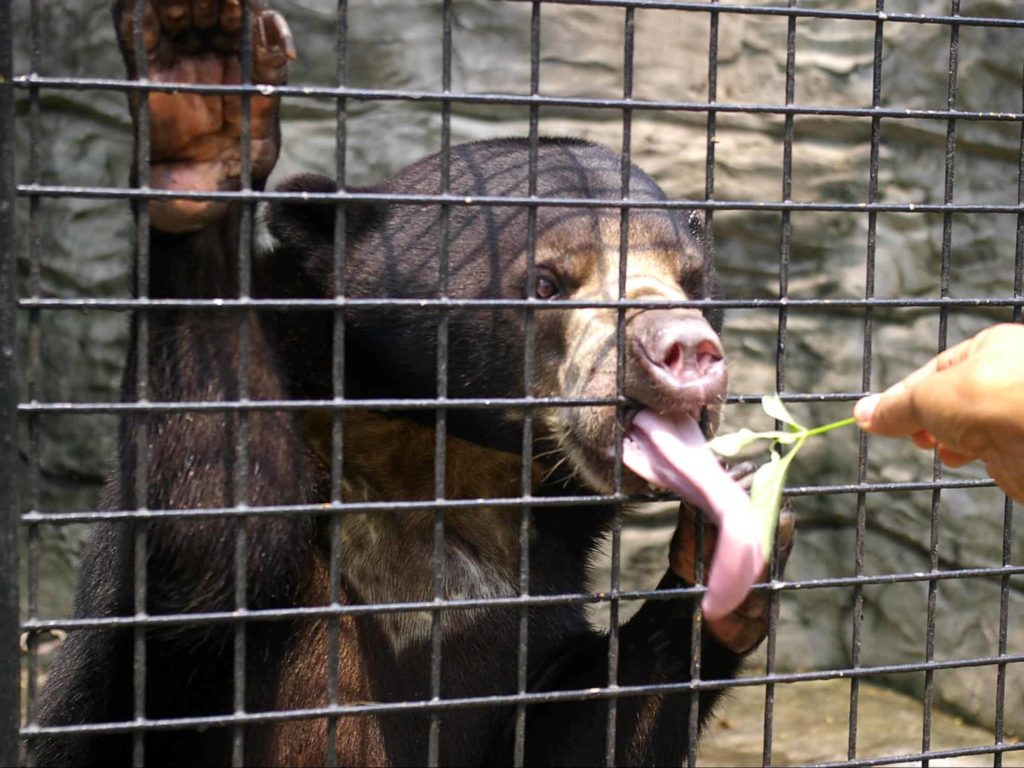 Sun Bear image 1