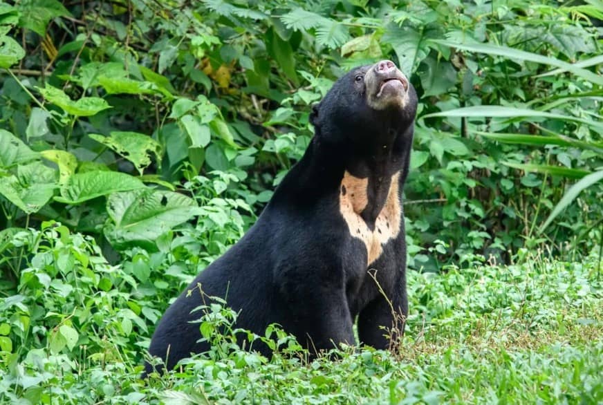 Sun Bear