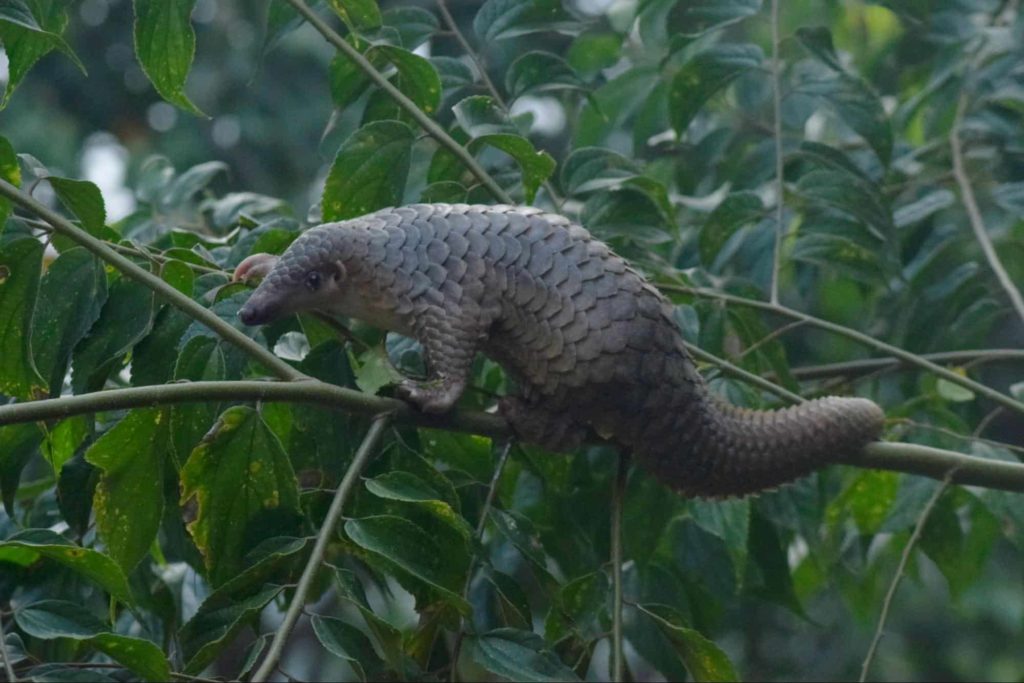 Sunda Pangolin