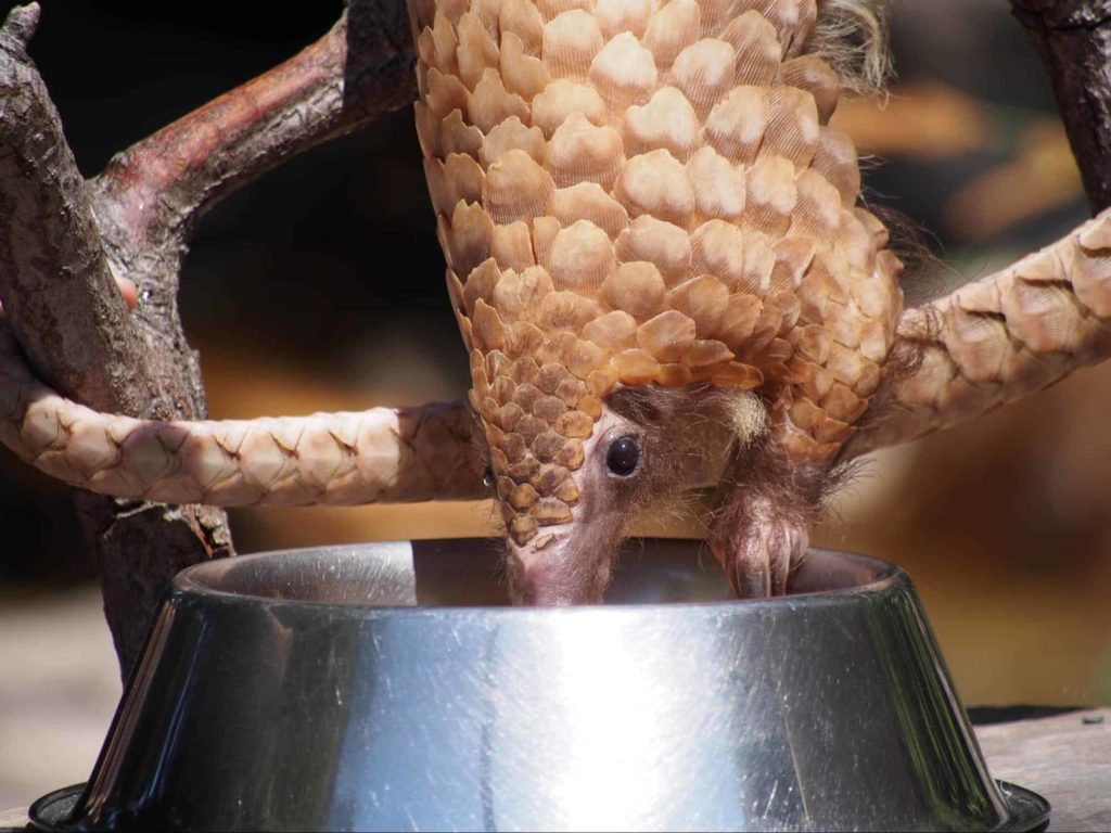 Sunda Pangolin image 1