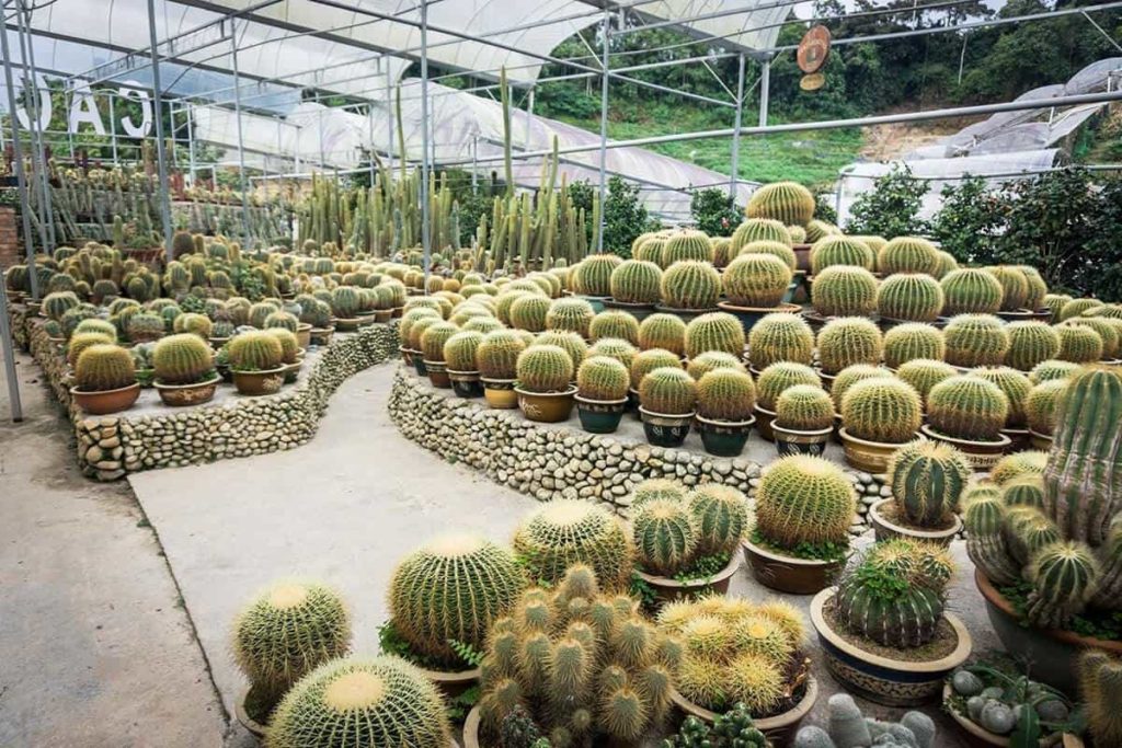 Bring home a prickly souvenir from Cactus Valley