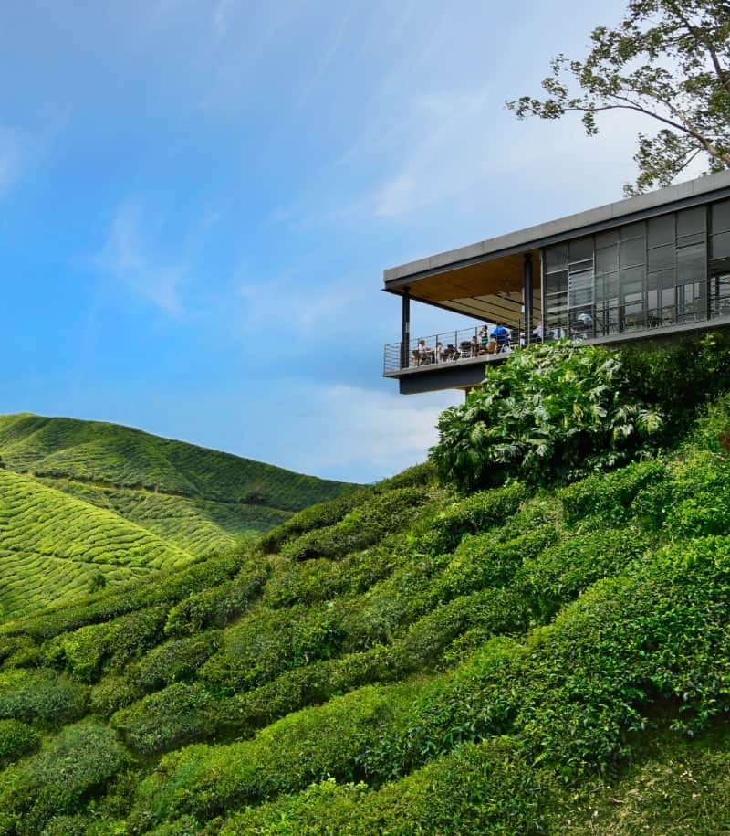 Explore the tea gardens of Boh Tea Plantation image 1