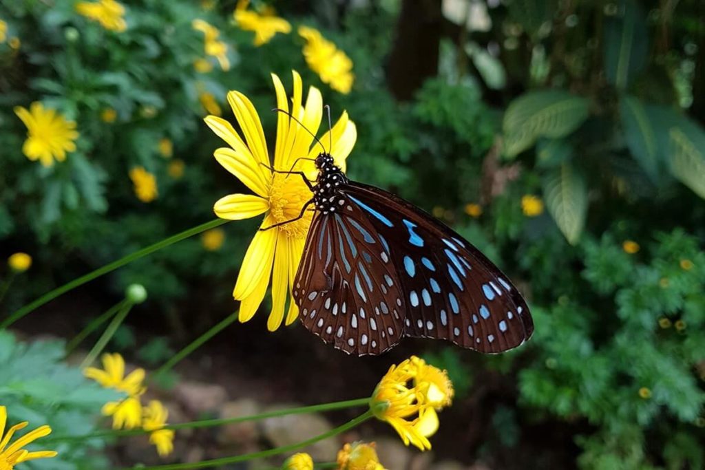 Meet beautiful butterflies image 1