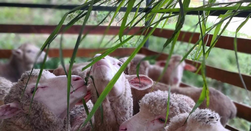 Meet new fluffy friends at The Sheep Sanctuary image 1