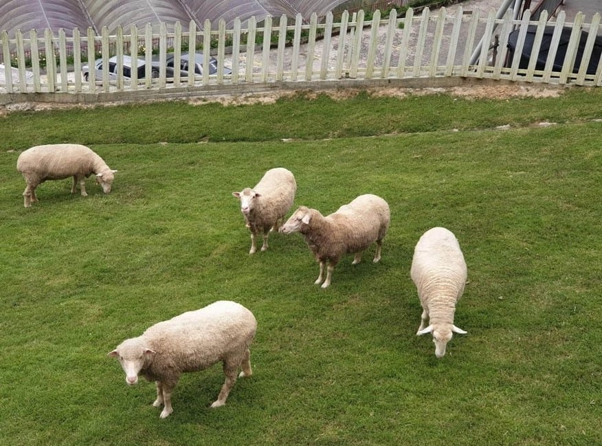 Meet new fluffy friends at The Sheep Sanctuary