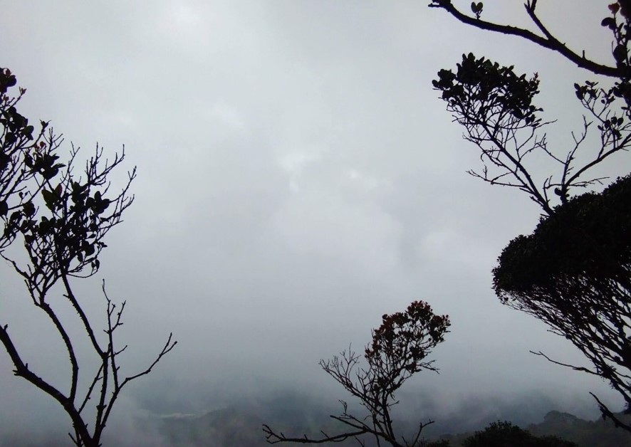 Trek through the mysterious Mossy Forest image 1