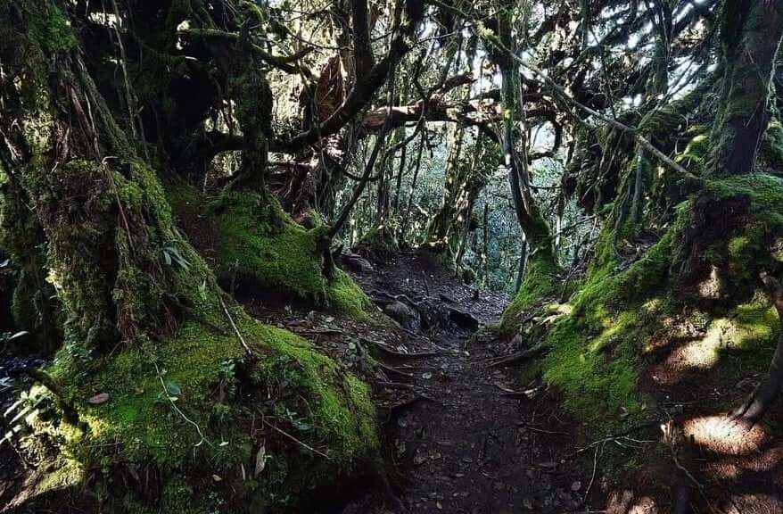 Trek through the mysterious Mossy Forest