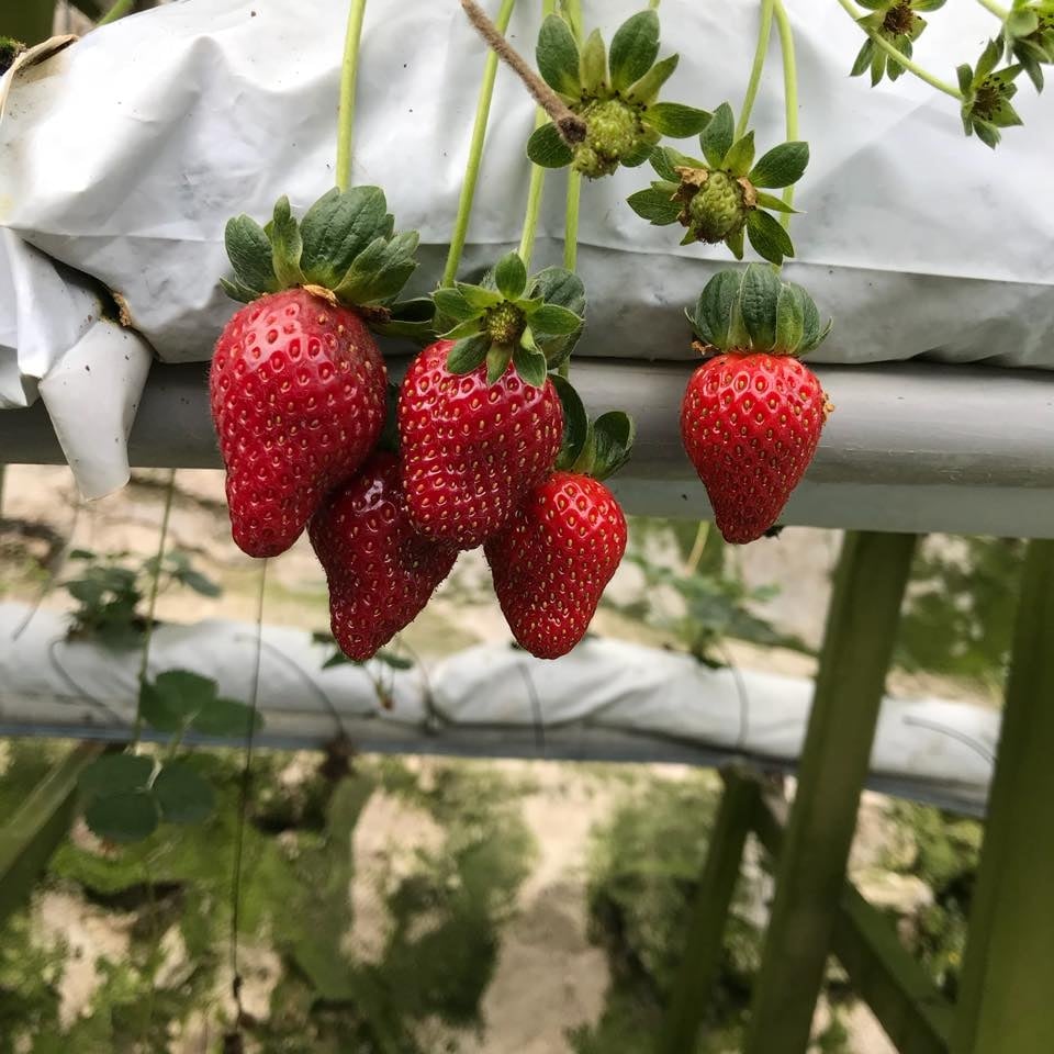 Strawberry Farm